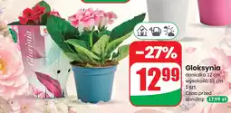 Dino Gloksynia oferta