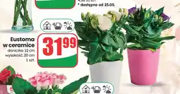 Dino Eustoma w ceramice oferta