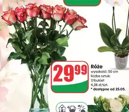 Dino Róże oferta