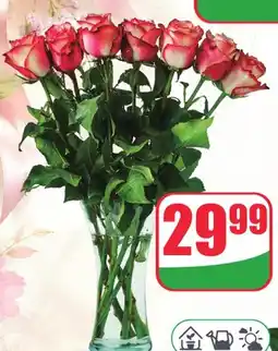 Dino Róże wysokość 50cm oferta