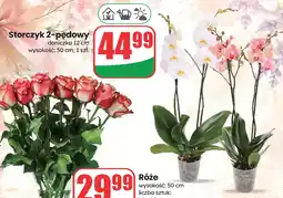 Dino Storczyk 2-pędowy oferta