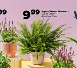 Netto Paproć Green Moment oferta