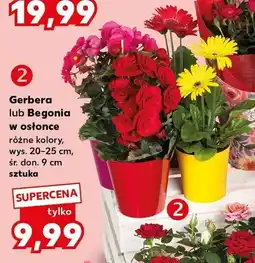 Kaufland Begonia w osłonce wys. 20-25cm śr. don. 9cm oferta