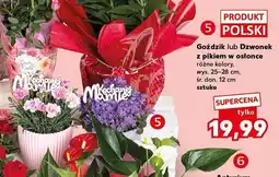Kaufland Goździk z pikiem w osłonce wys. 25-28cm śr. don. 12cm polski oferta