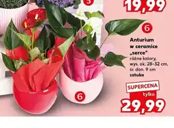 Kaufland Anturium w ceramice serce wys. 28-32cm śr. don. 9cm oferta
