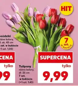 Kaufland Tulipany dł. 35cm oferta