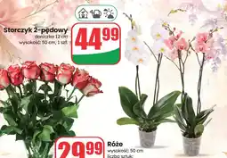 Dino Storczyk 2-pędowy oferta