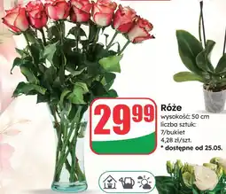 Dino Róże oferta