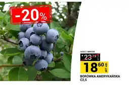 Merkury Market Borówka amerykańska C2,5 oferta