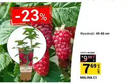 Merkury Market Malina C1 wysokość: 40-60cm oferta