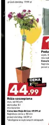 Bricomarche Róża szczepiona wys. od 90cm doniczka oferta
