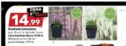 Bricomarche Szałwia omszona Gartenland wys. 15cm, śr. doniczki: 16cm oferta