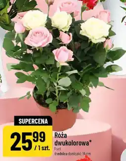 Polomarket Róża dwukolorowa oferta