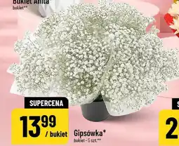 Polomarket Gipsówka oferta
