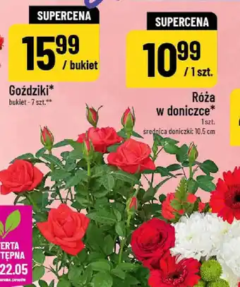 Polomarket Róża w doniczce oferta