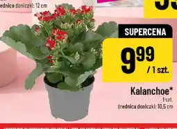 Polomarket Kalanchoe oferta