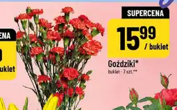 Polomarket Goździki oferta
