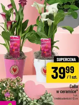 Polomarket Calla w ceramice oferta