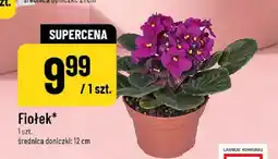 Polomarket Fiołek oferta