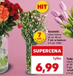 Kaufland Goździki oferta