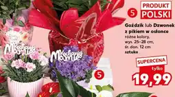 Kaufland Goździk lub Dzwonek z pikiem w osłonce oferta