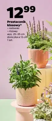 Netto Przetacznik kłosowy różowy wys. 25-35cm doniczka ø 13cm oferta