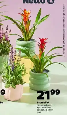 Netto Bromelia wys. 35-45cm doniczka ø 12cm oferta