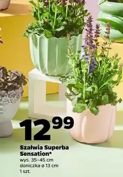 Netto Szałwia Superba Sensation wys. 35-45cm doniczka ø 13cm oferta