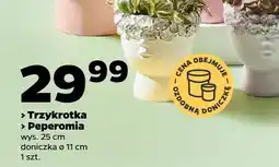 Netto Trzykrotka wys. 25cm doniczka ø 11cm oferta