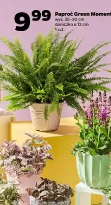 Netto Paproć Green Moment wys. 25-30cm doniczka ø 12cm oferta