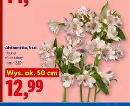 Lidl Alstromeria 5szt. wys. ok. 50cm oferta