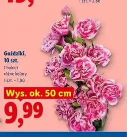 Lidl Goździki wys. ok. 50cm oferta