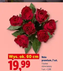 Lidl Róże premium wys. ok. 60cm oferta