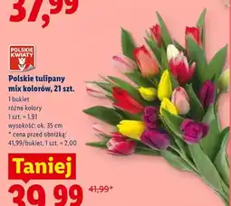Lidl Polskie tulipany mix kolorów wys. ok. 35cm oferta