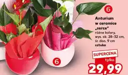 Kaufland Anturium w ceramice Serce oferta