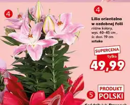 Kaufland Lilia orientalna w ozdobnej folii oferta