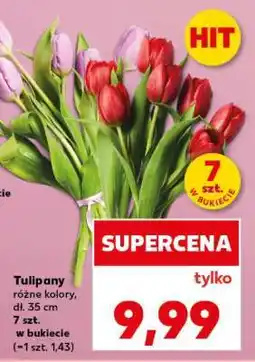 Kaufland Tulipany oferta