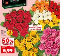 Kaufland Róże oferta