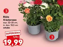Kaufland Róża 4-kolorowa oferta