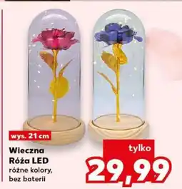Kaufland Wieczna róża LED oferta