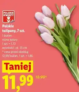 Lidl Polskie tulipany, 7 szt oferta