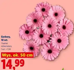 Lidl Gerbery, 10 szt oferta