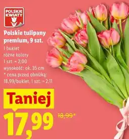 Lidl Polskie tulipany premium, 9 szt oferta