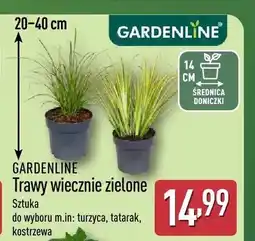 ALDI Trawy wiecznie zielone turzyca GARDENLINE oferta