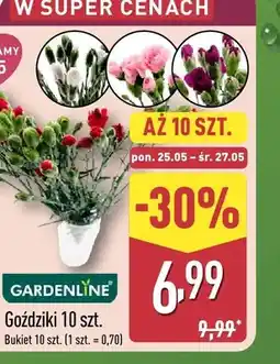 ALDI Goździki GARDENLINE 10-pak oferta