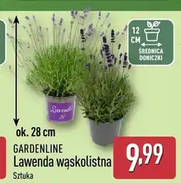 ALDI Lawenda wąskolistna GARDENLINE oferta
