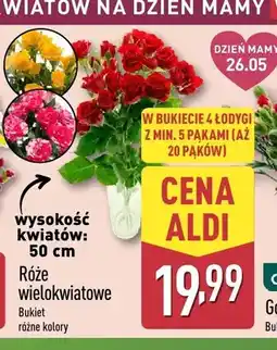 ALDI Róże wielokwiatowe 50cm oferta