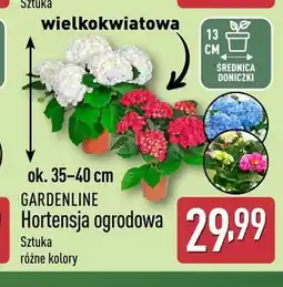 ALDI Hortensja ogrodowa wielkokwiatowa GARDENLINE oferta