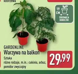 ALDI Warzywa na balkon arbuz GARDENLINE oferta