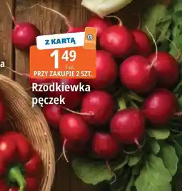 E.Leclerc Rzodkiewka pęczek oferta